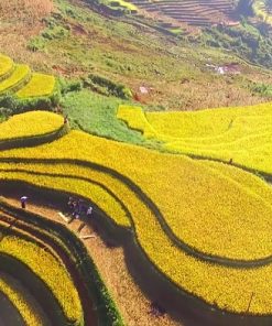 Tour Hà Nội - Đồi Chè Thanh Sơn - Mù Cang Chải  2 ngày 1 đêm