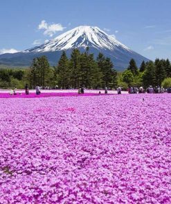 Du Lịch Nhật Bản: Hà Nội - Tokyo - Núi Phú Sĩ - Nagoya - Kyoto - Osaka 6 Ngày Bay Vietjet