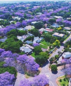 Du Lịch Nam Phi: Hà Nội - Johannesburg - Pretoria - Game Lodge - Cape Town 8 Ngày Bay Singapore Airlines