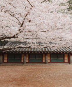 Du Lịch Hàn Quốc: Hà Nội - Seoul - Jeju - Nami - Công viên Everland 6 Ngày Bay Asiana Airlines