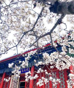 Du Lịch Trung Quốc: Hà Nội - Bắc Kinh - Hàng Châu - Ô Trấn - Đầm Lầy Thanh Sơn (Hồ Matcha) - Thượng Hải 6 Ngày Bay Vietnam Airlines (No Shopping)