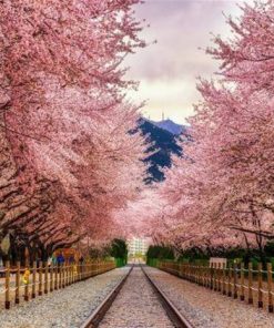 Du Lịch Hàn Quốc Mùa Hoa Anh Đào: Hà Nội - Busan - Seoul - Nami - Incheon 6 Ngày Bay Vietjet Air