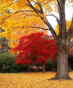 Du Lịch Hàn Quốc: Hà Nội - Busan - Seoul - Đảo Nami - Incheon 6 Ngày Bay Vietjet Air