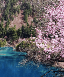 Du Lịch Trung Quốc: Hà Nội - Thành Đô - Cửu Trại Câu - Đô Giang Yển 6 Ngày Bay Chengdu Airlines