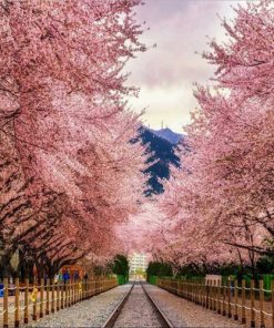 Du Lịch Hàn Quốc: Hà Nội - Seoul - Đảo Nami - Everland - Ngắm Hoa Anh Đào Công Viên Yeouido 5 Ngày Bay Vietnam Airlines