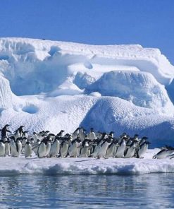 Du Lịch Thám Hiểm Vẻ Đẹp Ngoạn Mục Châu Nam Cực 18 Ngày Bay Turkish Airlines