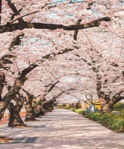 Du Lịch Hàn Quốc: Hà Nội - Seoul - Nami - Everland - Ngắm Hoa Anh Đào Công Viên Yeouido 5 Ngày Bay Vietjet Air