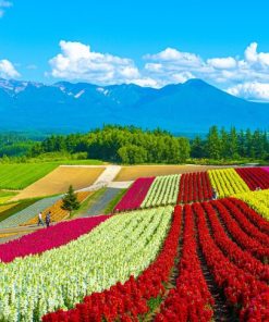 Du Lịch Nhật Bản: Hà Nội - Hokkaido - Noboribetsu - Sapporo - Otaru - Ngắm Hoa Mùa Hè 6 Ngày Bay All Nippon Airways